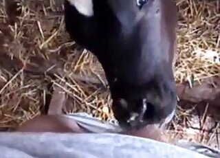 Sucking animal sex