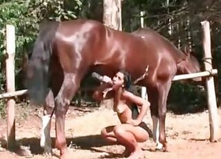 Zoo Animal Porn